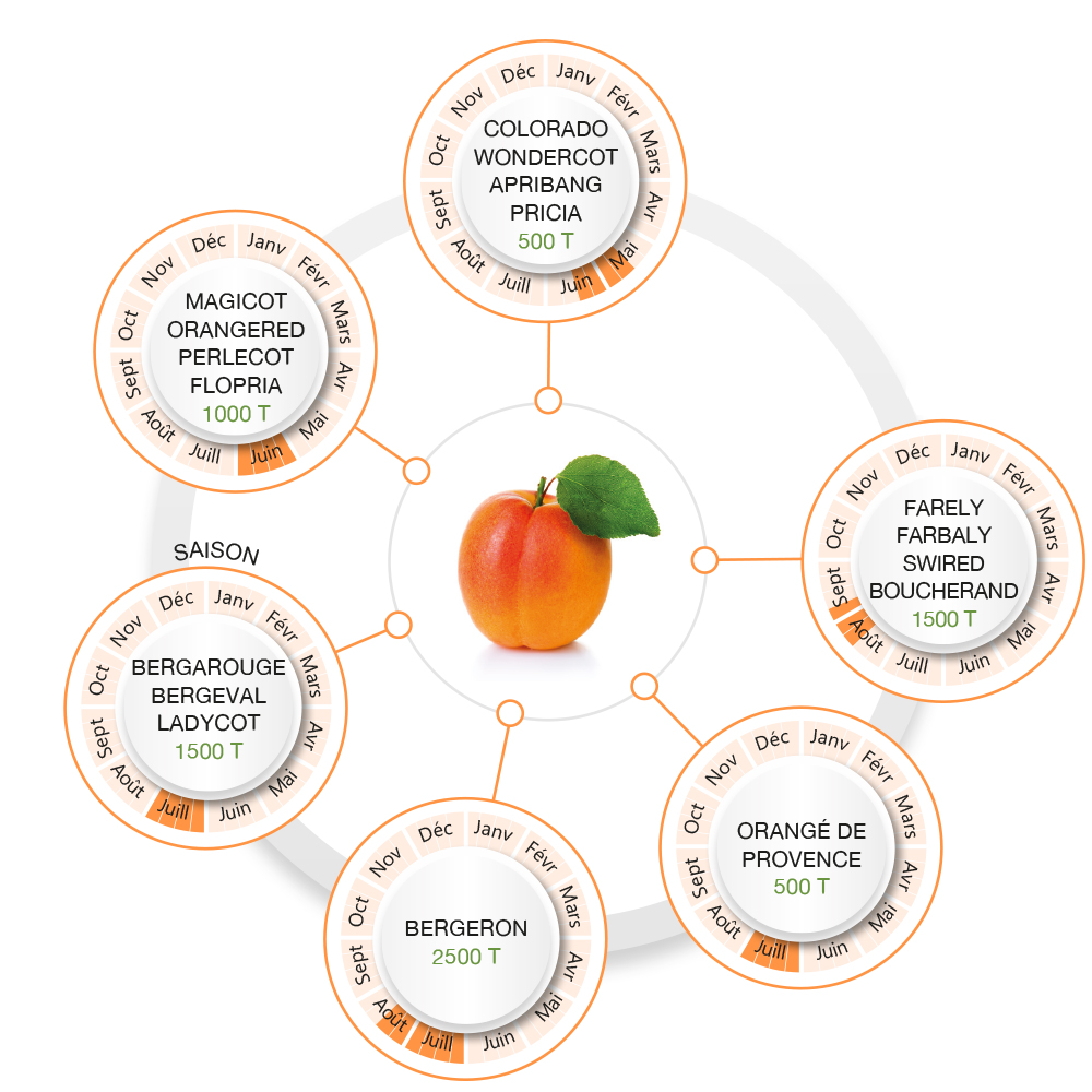 Rhoda-coop produit des abricots, une gamme variétale de mai à septembre